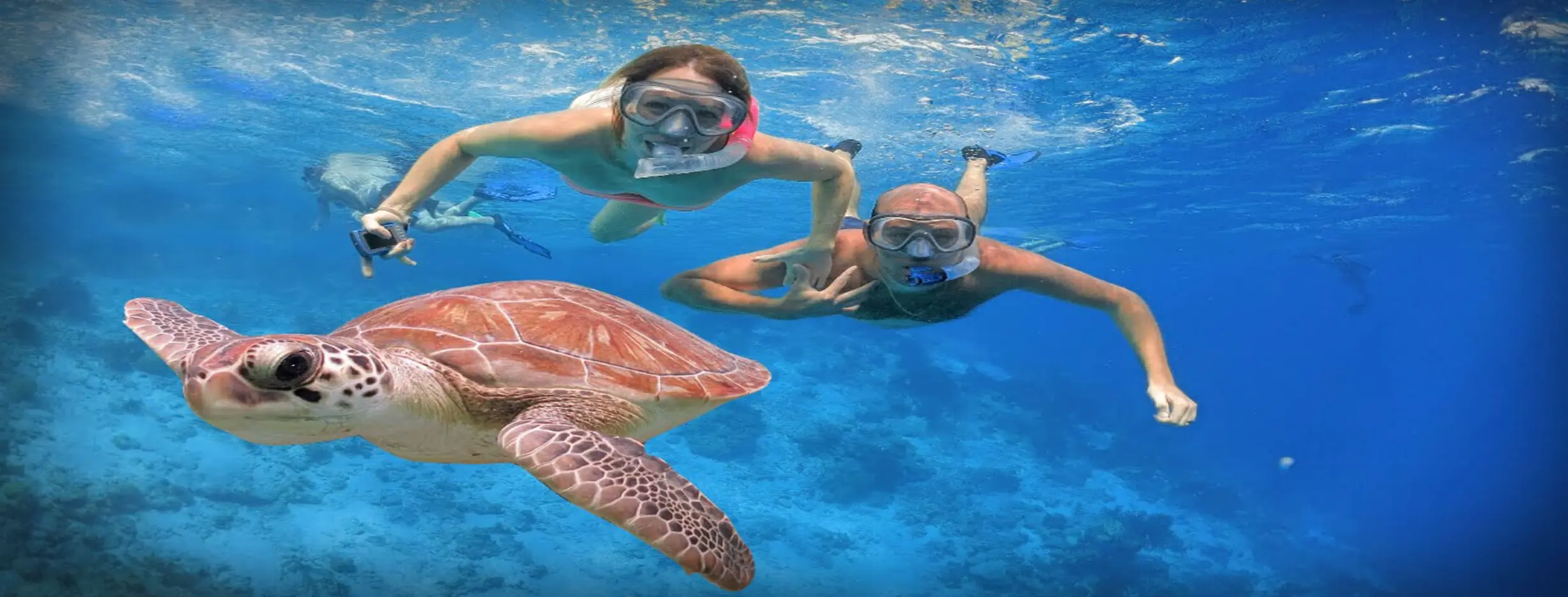 Image for Underwater Wonderland
